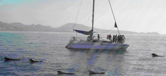 Visita a ballenas en Tenerife