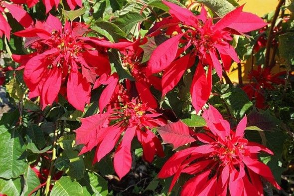 Flor de pascua poinsettia