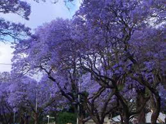 Primavera en Tenerife, la Jacaranda en flor