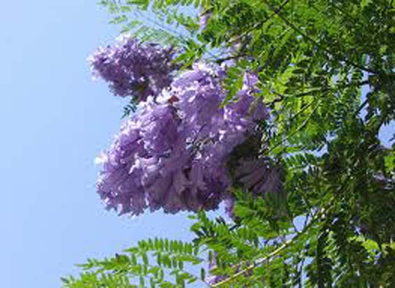 Primavera en Tenerife, la Jacaranda en flor