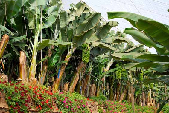 Excursión plantación plátano de Canarias